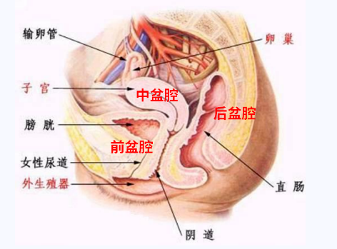 產(chǎn)后盆底康復(fù)，要不要做？