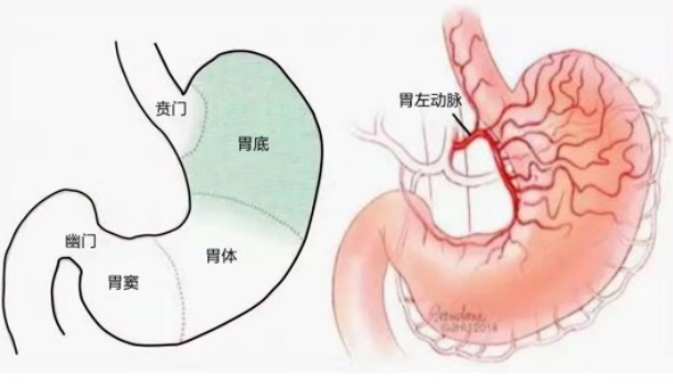 不開(kāi)刀不吃藥不餓肚子，微創(chuàng)介入減肥靠譜嗎？